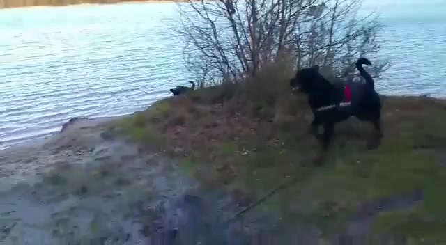 Rottweiler am Wasser
