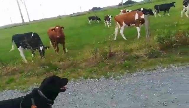 Kühe beobachten